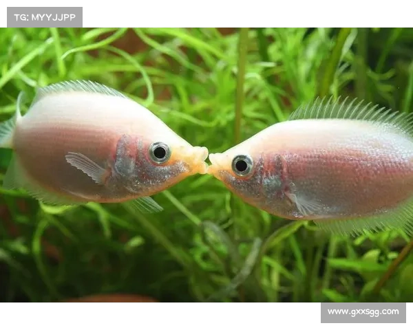 戴资颖台湾宠物展览亮相 分享她的珍贵宠物鱼与粉丝互动